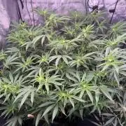 Blueberry Runtz-Clone