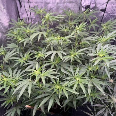 Blueberry Runtz-Clone