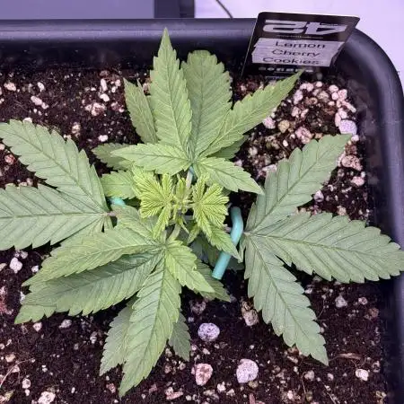 Lemon Cherry Cookies Auto-Fastbuds