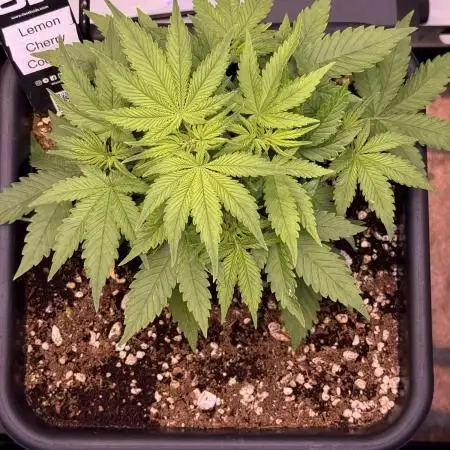 Lemon Cherry Cookies Auto-Fastbuds