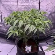 Blueberry Runtz-Clone