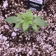 Gorilla Cookies Auto