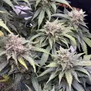 Gorilla Cookies Auto