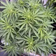Sour HubbaBubba Haze-Mephisto Bonus