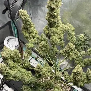 Bramley's Beast-Mephisto