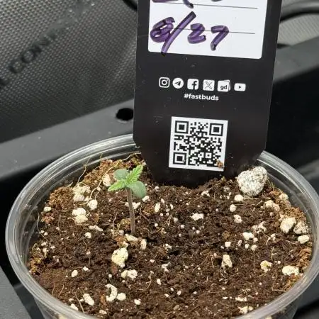 Lemon Cherry Cookies Auto-Fastbuds