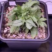 Gorilla Cookies Auto