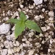 Gorilla Cookies Auto