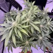 Gorilla Cookies Auto