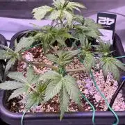 Gorilla Cookies Auto