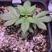 Gorilla Cookies Auto