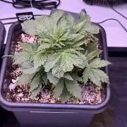Gorilla Cookies Auto