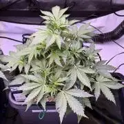 Gorilla Cookies Auto