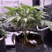 Blueberry Runtz-Clone