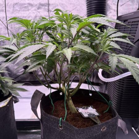 Blueberry Runtz-Clone