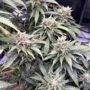 Gorilla Cookies Auto