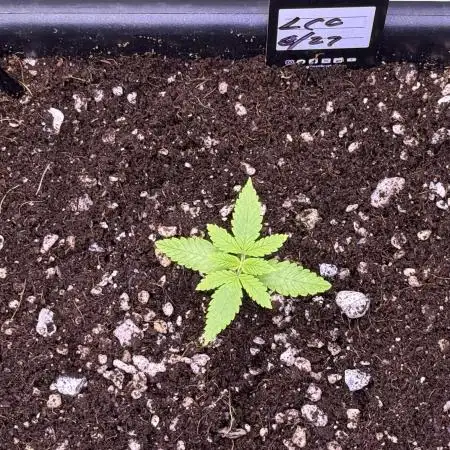 Lemon Cherry Cookies Auto-Fastbuds