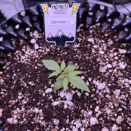 Jack Herer Auto