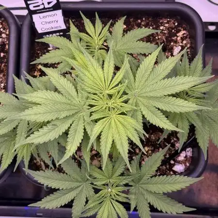 Lemon Cherry Cookies Auto-Fastbuds