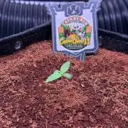 Canna Cheese 1:1 (2026) #1