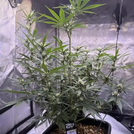 Lemon Cherry Cookies Auto-Fastbuds