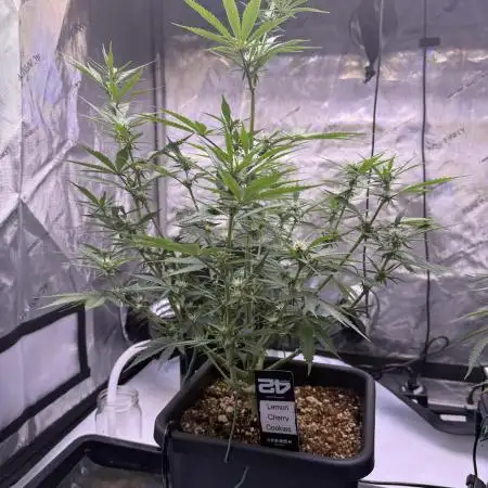 Lemon Cherry Cookies Auto-Fastbuds