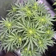 Sour HubbaBubba Haze-Mephisto Bonus