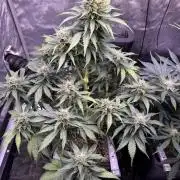 Gorilla Cookies Auto
