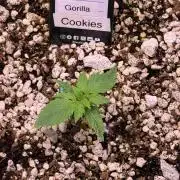 Gorilla Cookies Auto