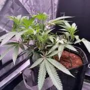 Blueberry Runtz-Clone