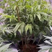 Blueberry Runtz-Clone
