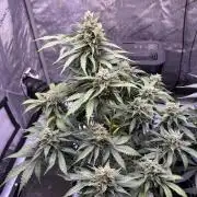 Gorilla Cookies Auto