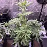 Lemon Cherry Cookies Auto-Fastbuds