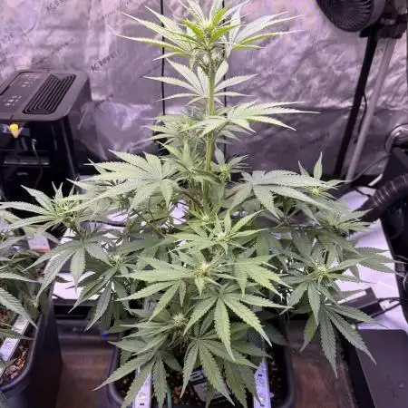 Lemon Cherry Cookies Auto-Fastbuds