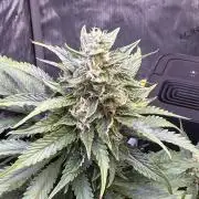 Gorilla Cookies Auto