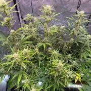 Canna Cheese 1:1 (2026) #1 & #2