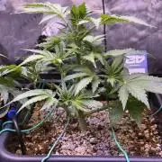 Gorilla Cookies Auto