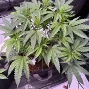 Blueberry Runtz-Clone