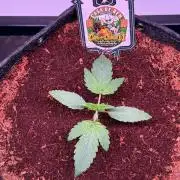 Canna Cheese 1:1 (2026) #1 & #2