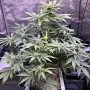Gorilla Cookies Auto