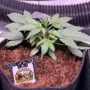 Canna Cheese 1:1 (2026) #1 & #2