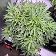 Sour HubbaBubba Haze-Mephisto Bonus