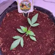 Canna Cheese 1:1 (2026) #1 & #2