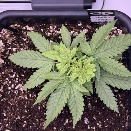 Lemon Cherry Cookies Auto-Fastbuds