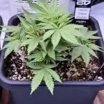 Lemon Cherry Cookies Auto-Fastbuds