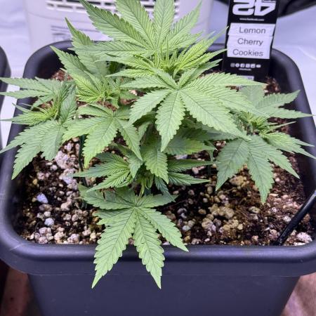 Lemon Cherry Cookies Auto-Fastbuds