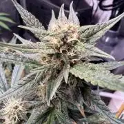 Lemon Cherry Cookies (Encore)