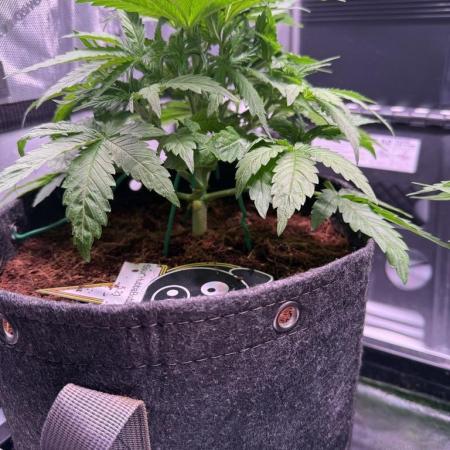 Sour HubbaBubba Haze-Mephisto Bonus