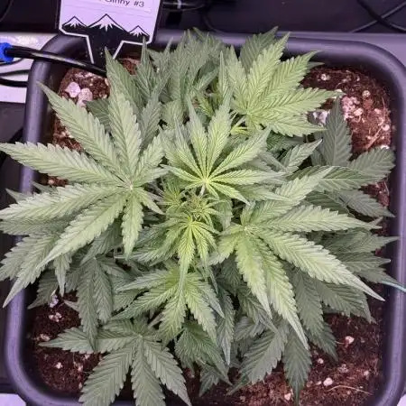 Mephisto-Aunt Ginny's Elixir #3