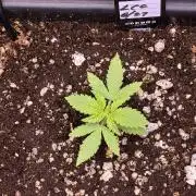 Lemon Cherry Cookies Auto-Fastbuds